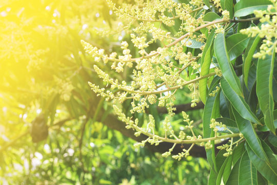 Mango flowers blooming in summer