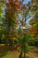 Obraz premium view to autumn treetop in forest landscape