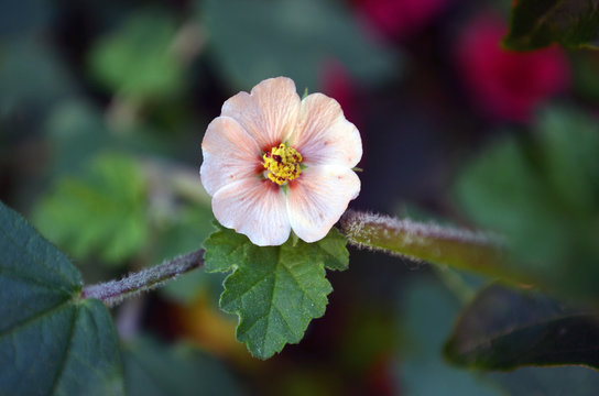 Delicada flor rosa salm&oacute;n