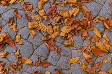 Fallen leaves on ground