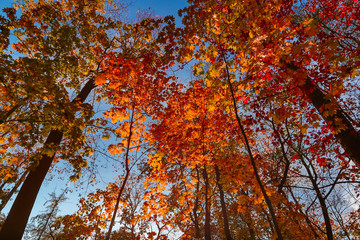 view to autumn treetop in forest landscape