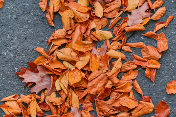 Fototapeta na wymiar Fallen leaves on ground
