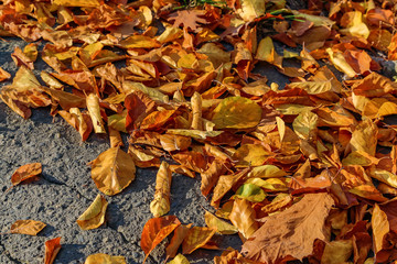 Fallen leaves on ground
