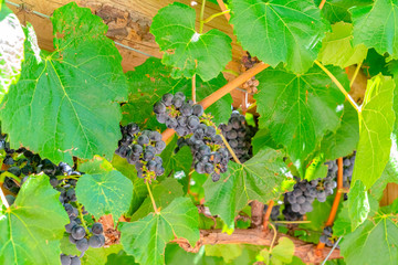 Focus on clusters of dark blue grapes growing at a vinyard on a sunny day