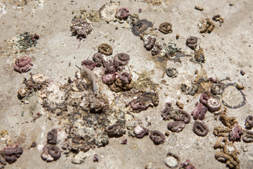 Many bird droppings  on the concrete floor