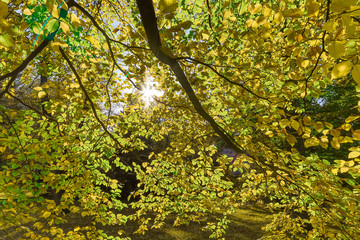 Autumn nature background