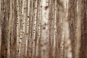 Obraz premium Aspen Forest 2