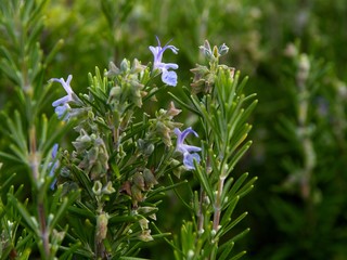 Rosemary bloom