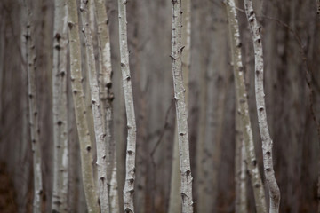 Obraz premium Aspen Forest 8