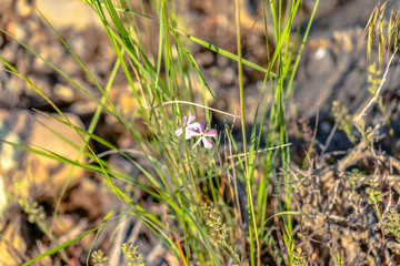 Dainty blue wildflower in evening sunshine on trail
