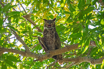 A Great Horned Owl Yawning in the Canopy