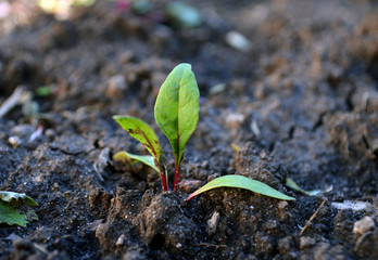Pl&aacute;ntula de remolacha