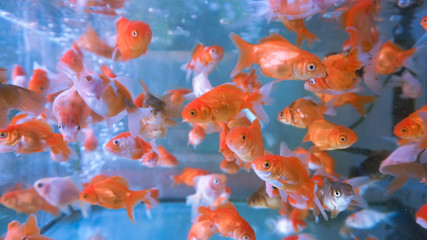 A herd of small ornamental fish in a clear aquarium