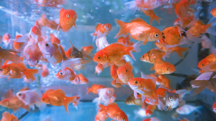 A herd of small ornamental fish in a clear aquarium