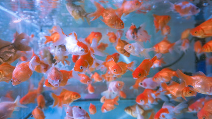 Fototapeta na wymiar A herd of small ornamental fish in a clear aquarium