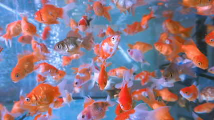A herd of small ornamental fish in a clear aquarium