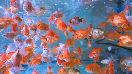 A herd of small ornamental fish in a clear aquarium