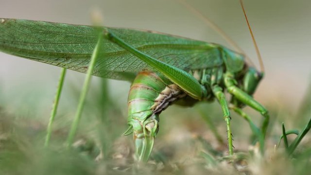 Big green locust female lays eggs