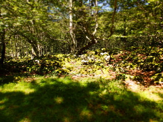 Fototapeta premium OLYMPUS DIGITAL CAMERA