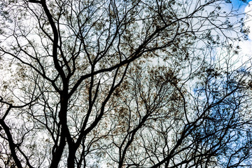 tree in the sky