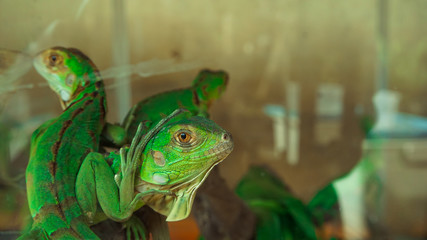 Green lizards crept on twigs in the aquarium