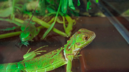 Green lizards crept on twigs in the aquarium