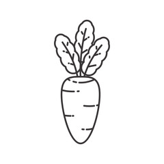 Carrot vector illustration with simple line design. Carrot icon 