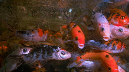 Koi fish in an aquarium with air bubbles in around