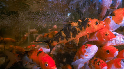 Obraz na płótnie Canvas Koi fish in an aquarium with air bubbles in around