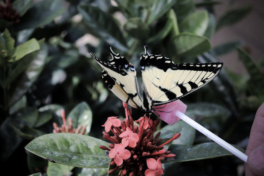 Two Tailed Swallowtail Butterfly