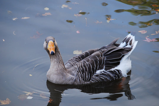 Goose ooking at you from a pond