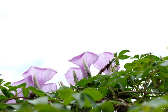 convolvulus althaeoides purple/violet flower like a trumpet shape with white cloudy sky background