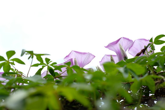 convolvulus althaeoides purple/violet flower like a trumpet shape with white cloudy sky background