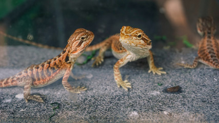 Prickly Lizards sharp gaze from inside the aquarium