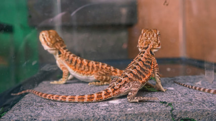Motif on the body of Prickly Lizards