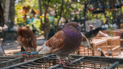 Docile pigeons stand on a cage