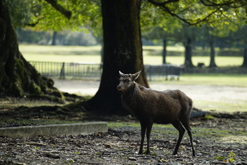 奈良の鹿さん　Nara deer in Nara Park