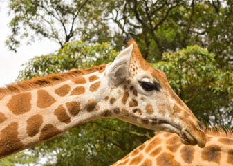 Sideview of Rothschild's giraffe head and neck.  Closeup.