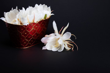 Close up of white flower, night blooming cereus. Aka ceroid cacti, queen of the night.
