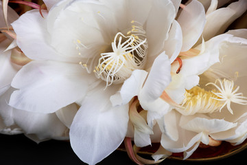 Close up of white flower, night blooming cereus. Aka ceroid cacti, queen of the night.