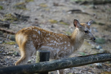 奈良の鹿さん　Nara deer in Nara Park