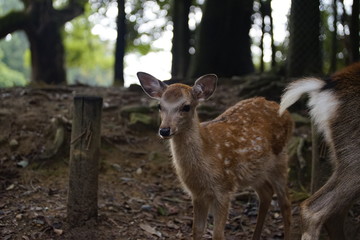 奈良の鹿さん　Nara deer in Nara Park