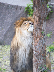 Obraz na płótnie Canvas Sad Lion near the Tree