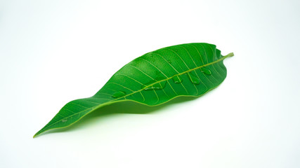 Mango leaf with water drop isolated on closeup with white background
