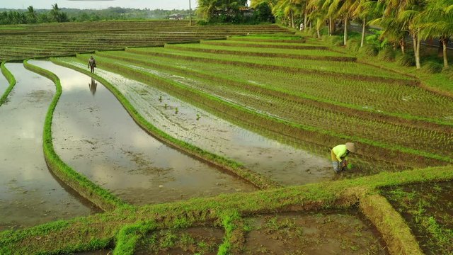 Top view fly over rice field in Asia. Aerial view. Shot at golden hour on Hasselblad, H.265, 4k