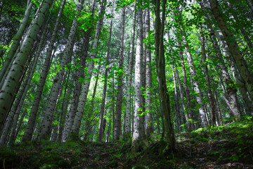 Obraz premium Beautiful green forest