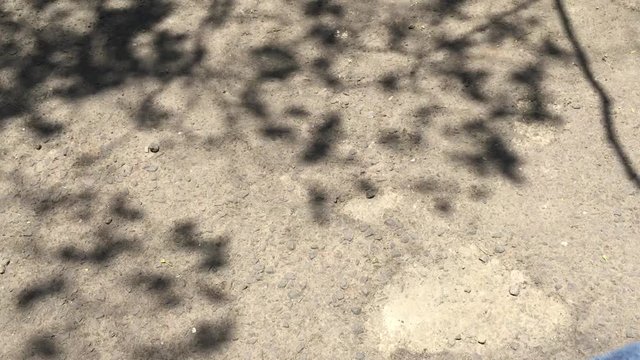 Foliage shadow in a concrete