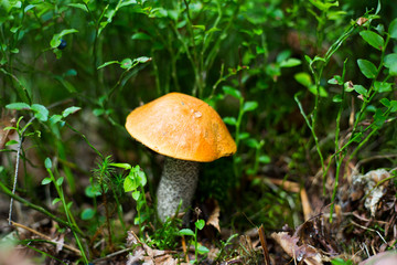 Autumn mushrooms view.