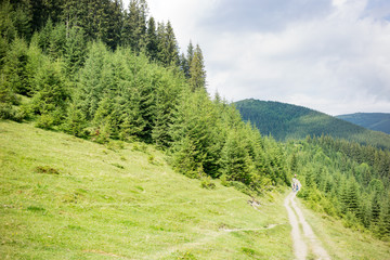 Fototapeta premium Trail in the forest of the Ukrainian Carpathian Mountains