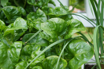 Brazilian Spinach or Sissoo spinach or Samba lettuce. These vegetables also provide a variety of health benefits such as anti-cancer and vitamin K.